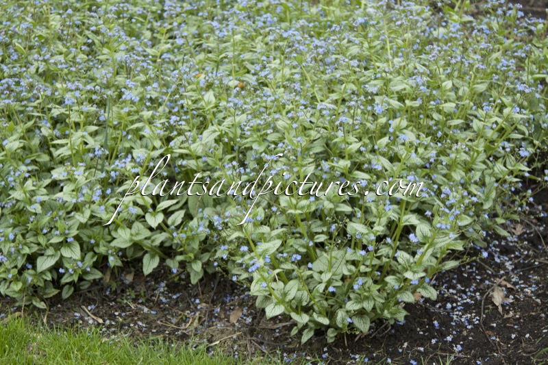 Brunnera macrophylla ‘Sea Heart’
