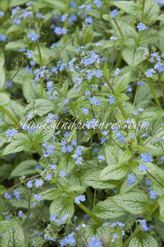 Brunnera macrophylla ‘Sea Heart’