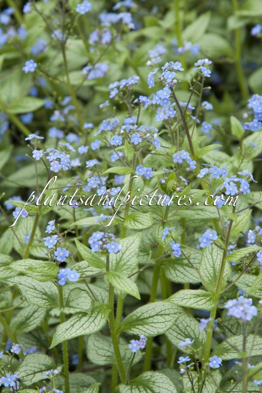 Brunnera macrophylla ‘Sea Heart’
