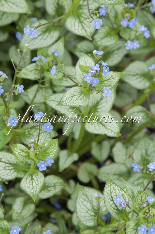 Brunnera macrophylla ‘Sea Heart’