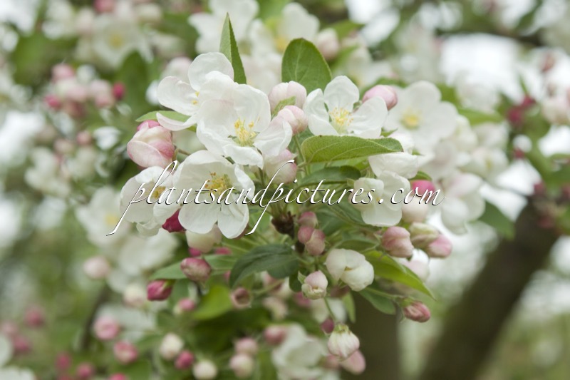 Malus ‘Red Sentinel’
