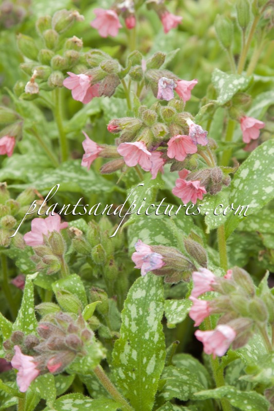 Pulmonaria ‘Pink Haze’