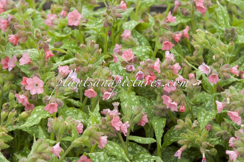 Pulmonaria ‘Pink Haze’
