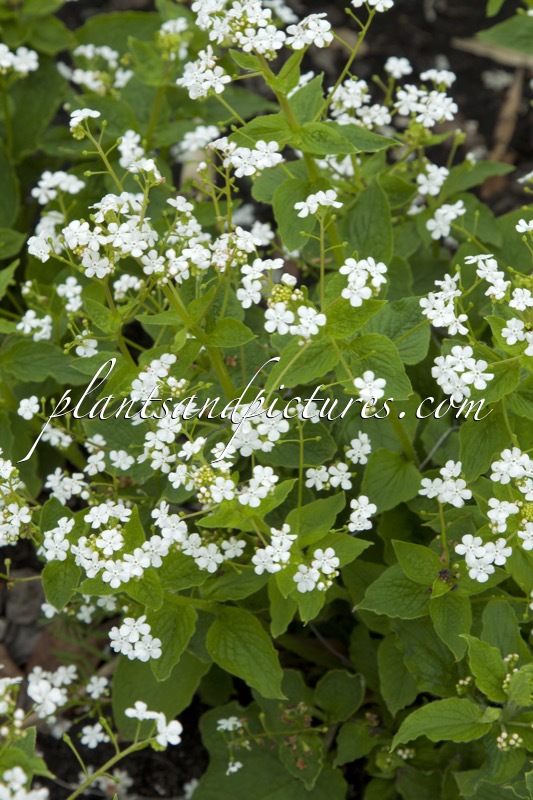 Brunnera macrophylla ‘Betty Bowring’