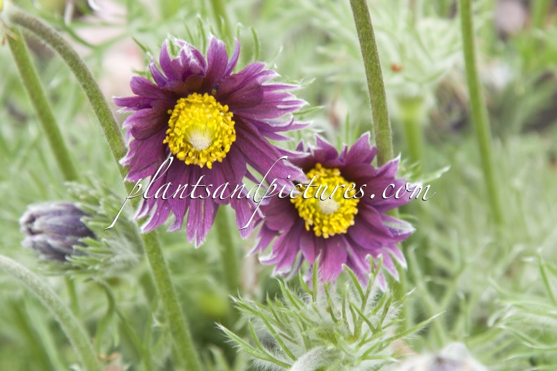 Pulsatilla vulgaris ‘Papageno’