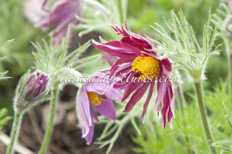 Pulsatilla vulgaris ‘Papageno’