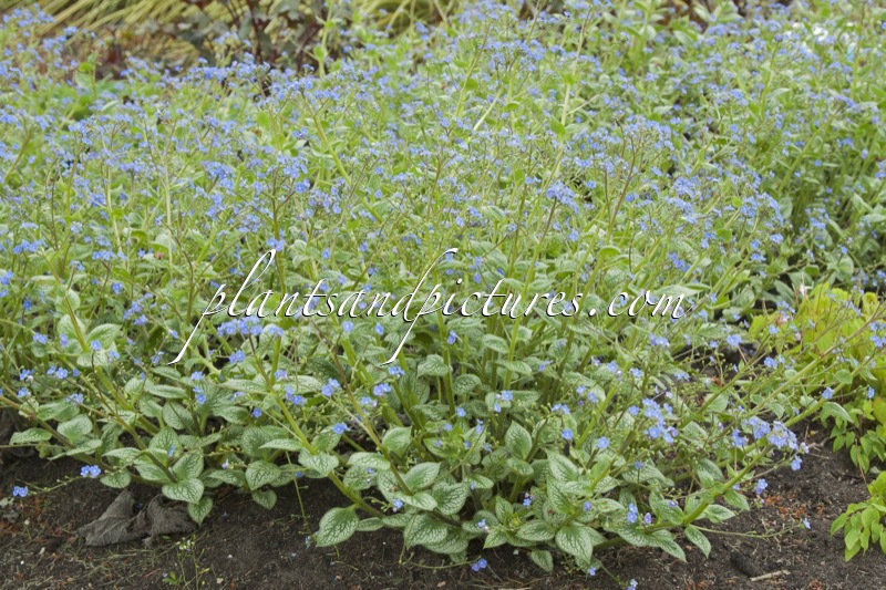 Brunnera macrophylla ‘Silver Heart’