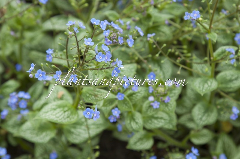 Brunnera macrophylla ‘Silver Heart’