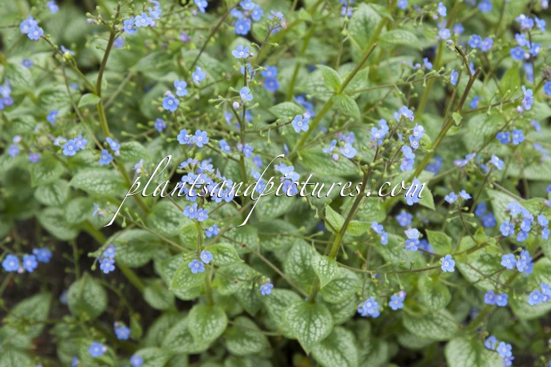 Brunnera macrophylla ‘Silver Heart’