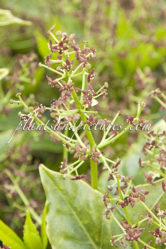 Aucuba japonica