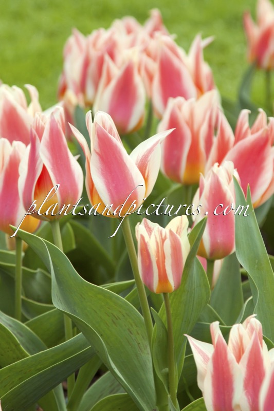 Tulipa ‘Quebec’