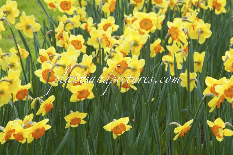 Narcissus ‘Smiling Maestro’