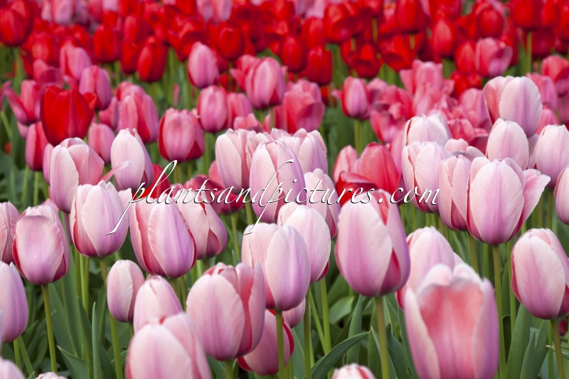 Tulipa ‘Salmon Impression’