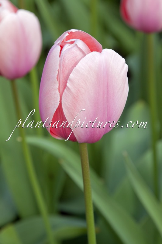 Tulipa ‘Salmon Impression’