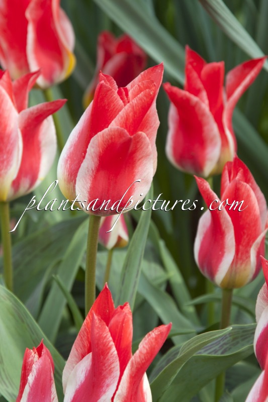 Tulipa ‘Plaisir’