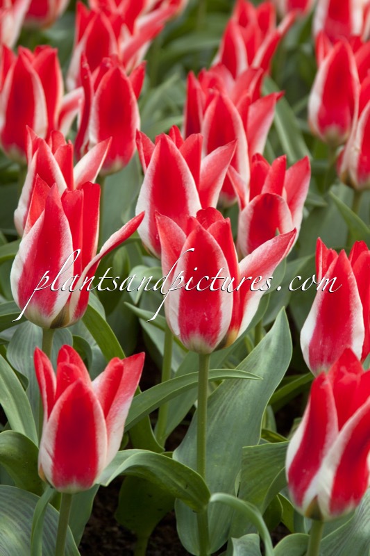 Tulipa ‘Pinocchio’