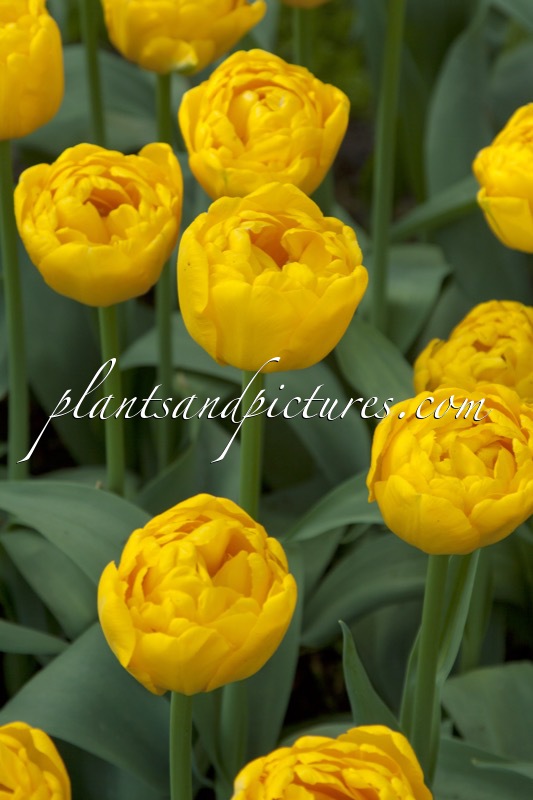 Tulipa ‘Gold Fever’