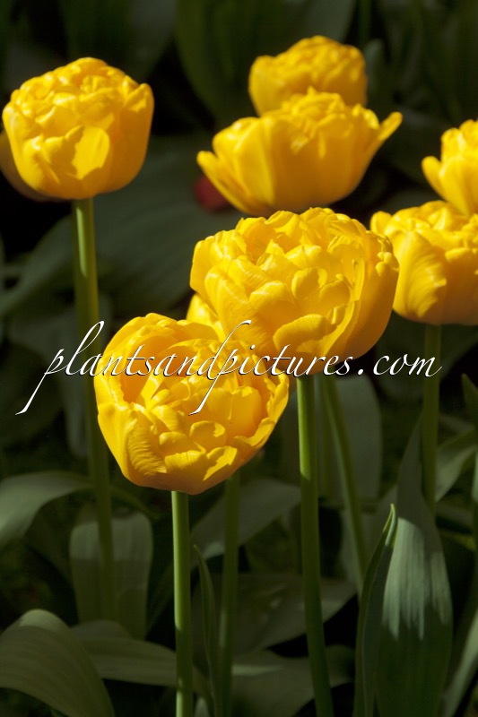 Tulipa ‘Gold Fever’