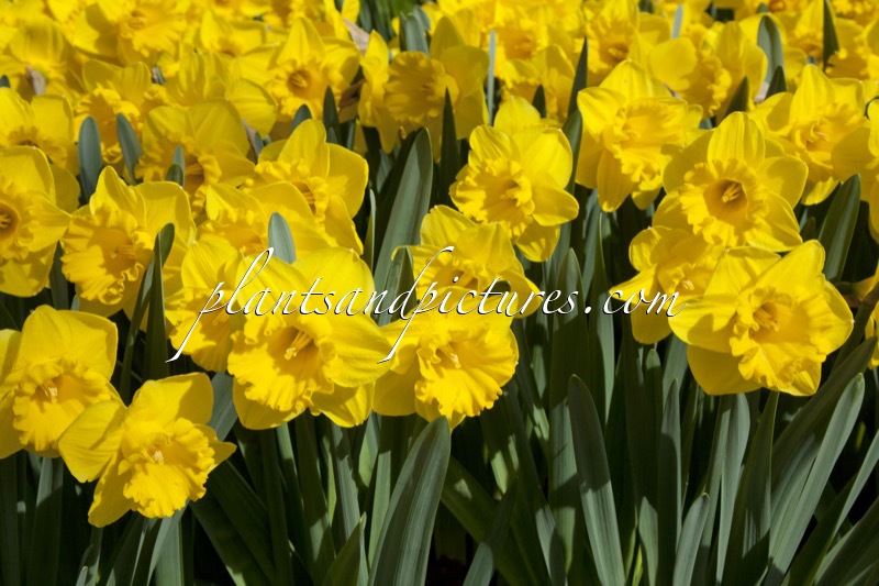 Narcissus ‘Yellow River’