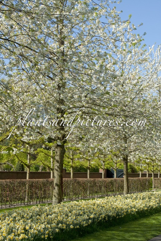 Prunus avium ‘Plena’