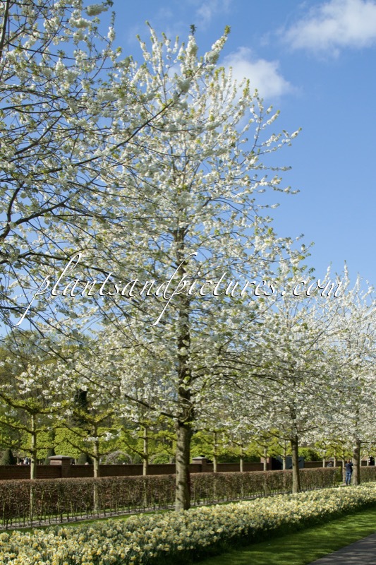 Prunus avium ‘Plena’