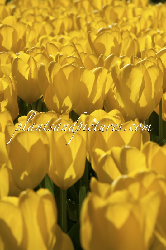 Tulipa ‘Yellow Purissima’