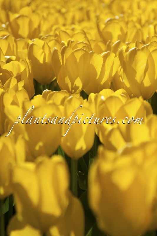 Tulipa ‘Yellow Purissima’