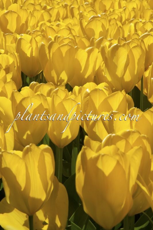 Tulipa ‘Yellow Purissima’