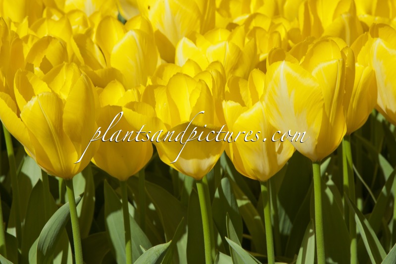 Tulipa ‘Yellow Purissima’
