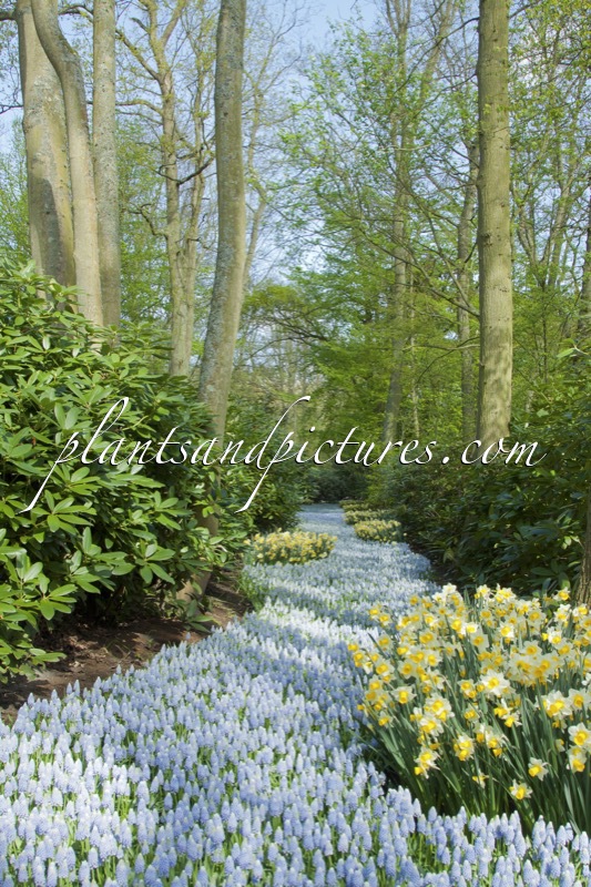 Muscari ‘Ocean Magic’