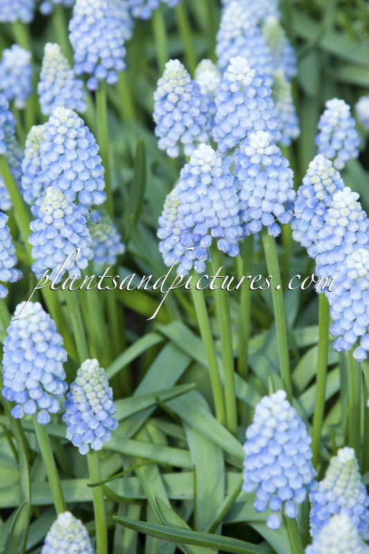 Muscari ‘Ocean Magic’