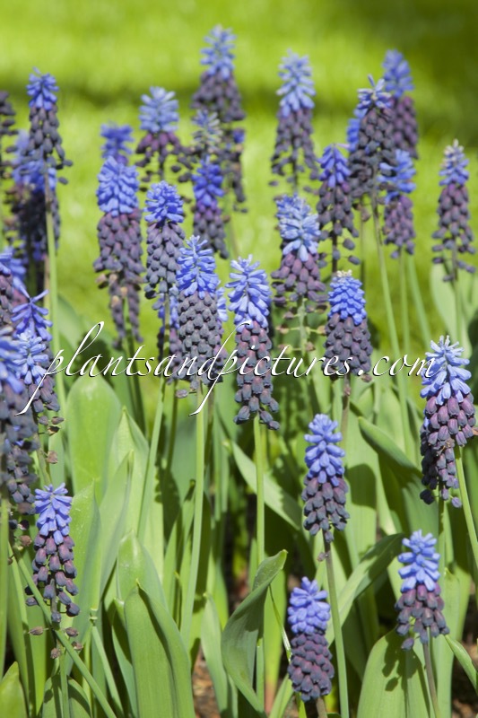 Muscari latifolia