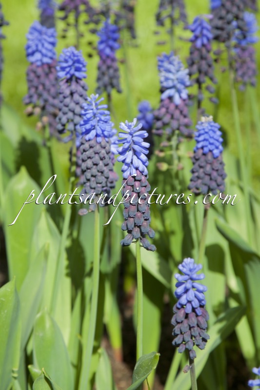 Muscari latifolia