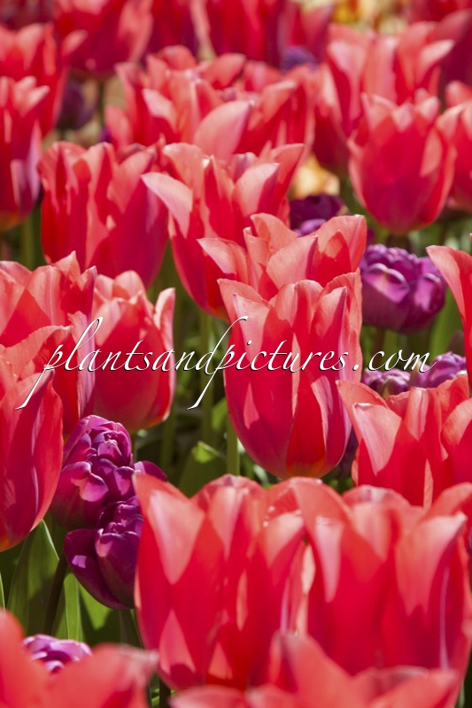 Tulipa ‘Shakespeare’