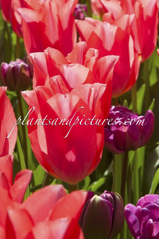 Tulipa ‘Shakespeare’