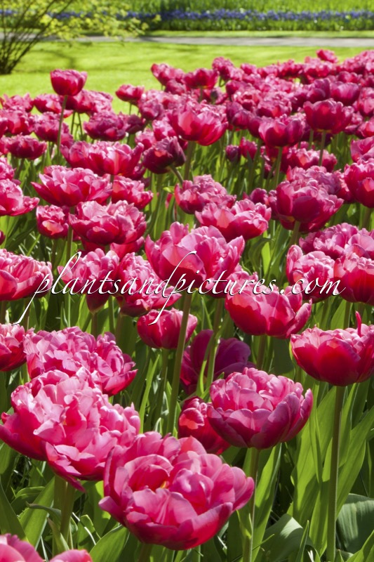 Tulipa ‘Margarita’