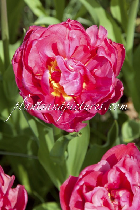 Tulipa ‘Margarita’