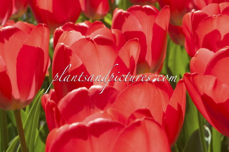 Tulipa
