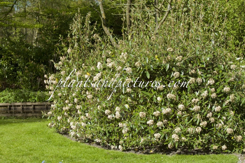 Viburnum rhytidophyllum