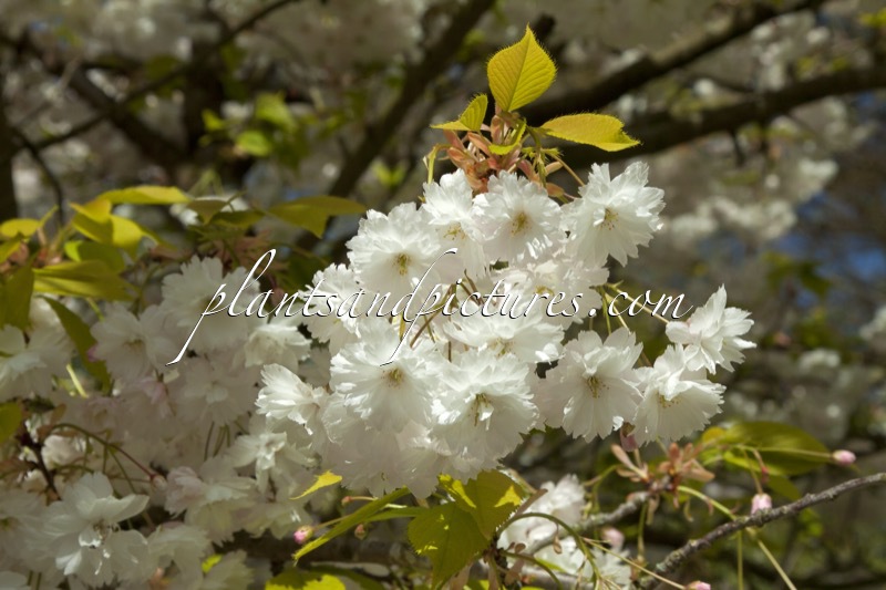 Prunus serrulata ‘Shirotae’