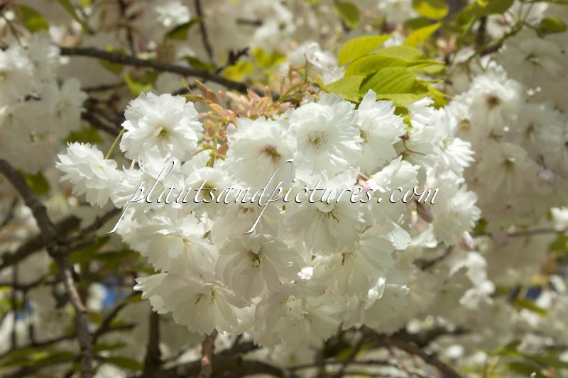 Prunus serrulata ‘Shirotae’