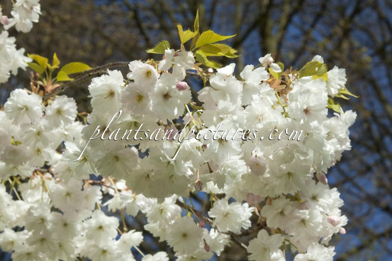 Prunus serrulata ‘Shirotae’