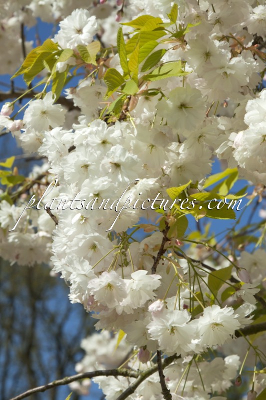 Prunus serrulata ‘Shirotae’