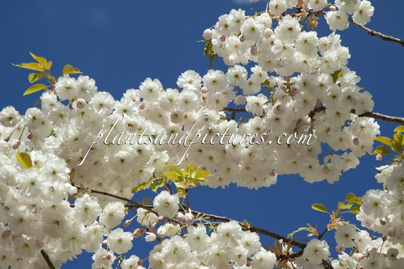 Prunus serrulata ‘Shirotae’