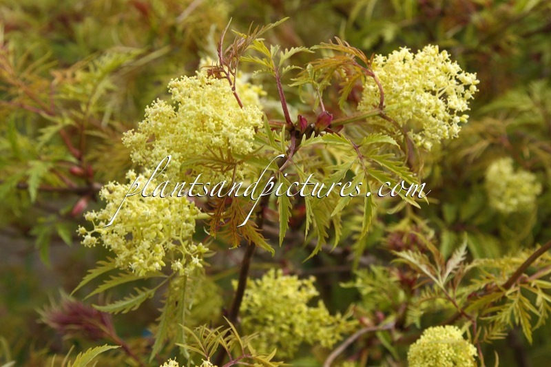 Sambucus racemosa ‘Walfinb’ (WELSH GOLD)