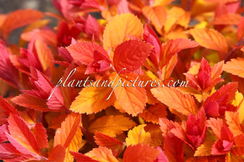 Spiraea ‘Tracy’ (DOUBLE PLAY BIG BANG)