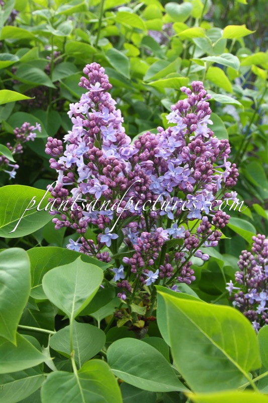 Syringa vulgaris ‘Evert de Gier’ (CARPE DIEM)
