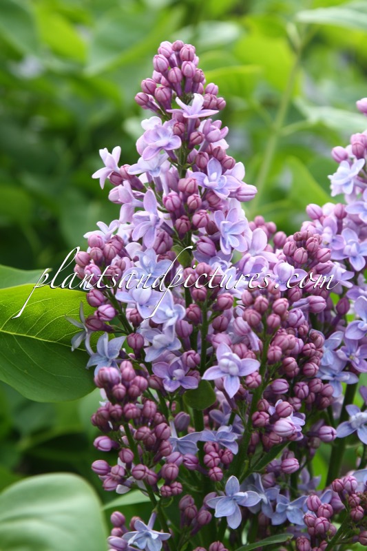 Syringa vulgaris ‘Evert de Gier’ (CARPE DIEM)