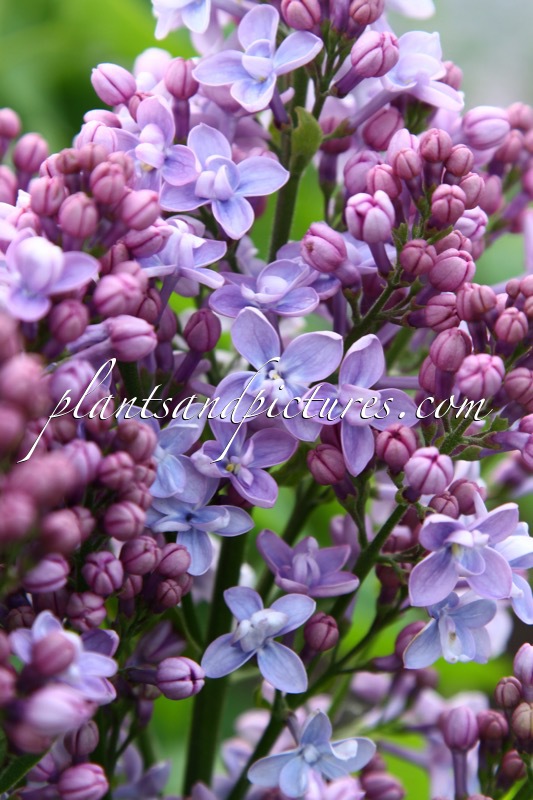 Syringa vulgaris ‘Evert de Gier’ (CARPE DIEM)