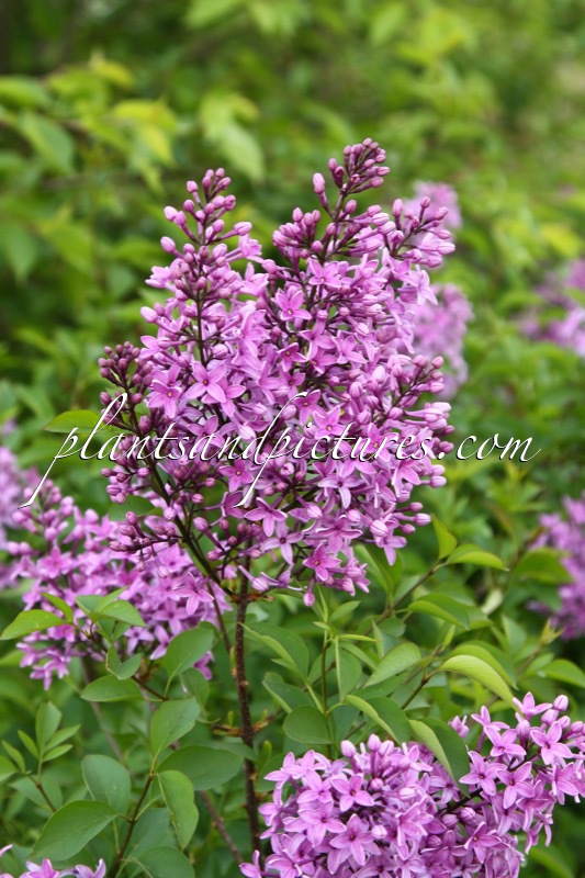 Syringa chinensis ‘Amigo’